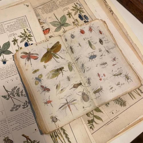 Wunderkammer Insekten Falger