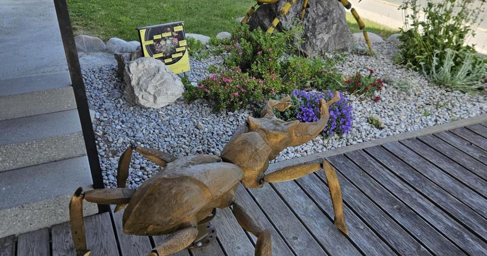 Wunderkammer Insekten